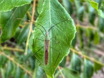 Close-up of insect on leaf