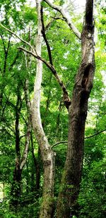 View of trees in forest