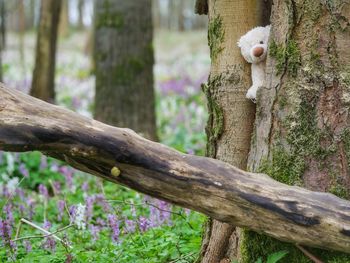 Abandoned stuffed toy amid tree trunks
