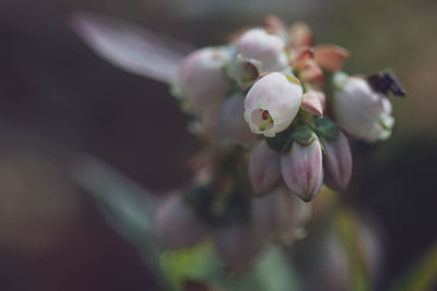 Close-up of flowering plant