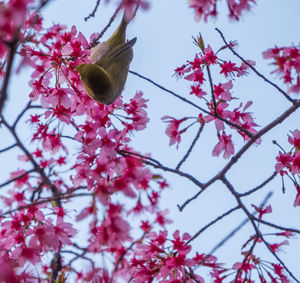 Low angle view of flower tree against sky