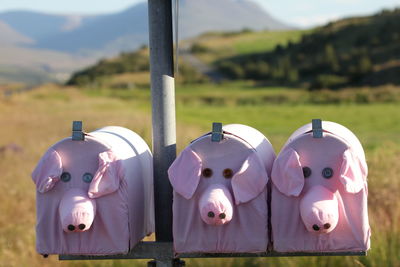 Pigs postboxes