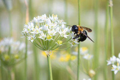 Close-up of bee pollinating on flower