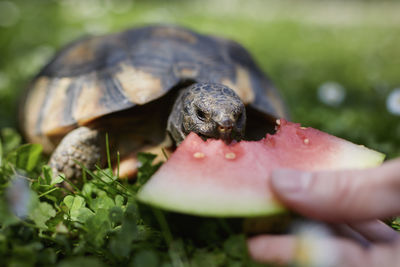 Pet owner giving his turtle ripe watermelon to eat in grass on back yard. 