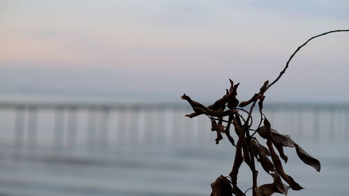 Close-up of dead plant on land against sea