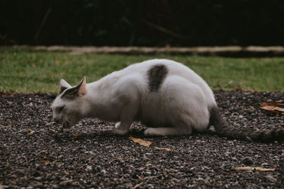 Side view of a sheep on road