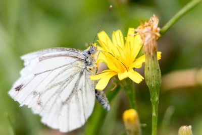 Close-up of butterfly pollinating on yellow flower