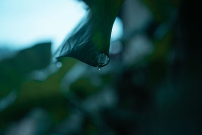 Close-up of raindrops on leaf