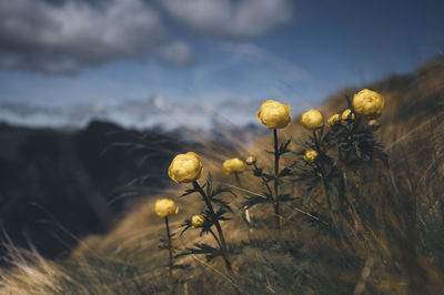 Close-up of golden globe flowers on the alpine slope against blue mountain and sky