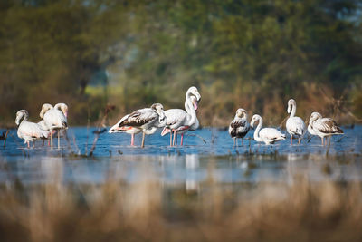 Lesser flamingos in a lake 