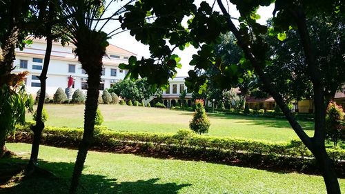 Trees growing in garden