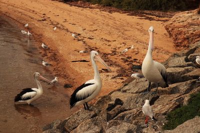 Flock of birds on beach