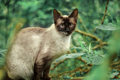 Portrait of cat by plant outdoors