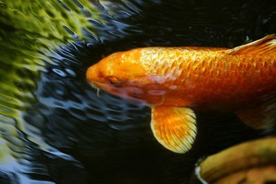 Fish swimming in pond