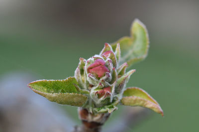 Close-up of flower bud