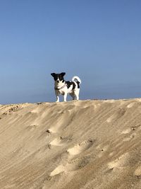 View of a dog on the beach