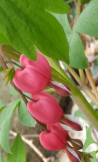 Close-up of pink flowers