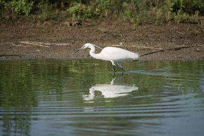 Portrait of egretta garzetta in water. medium color background, horizontal image