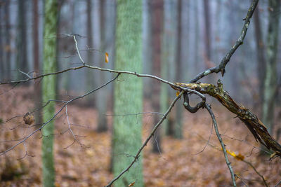 Close-up of barbed wire fence in forest