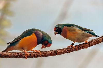 Close-up of birds perching on a branch