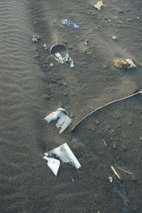 High angle view of an animal on beach