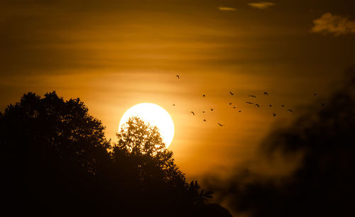 Low angle view of silhouette trees against orange sky