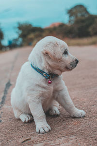 Close-up of puppy sitting on footpath