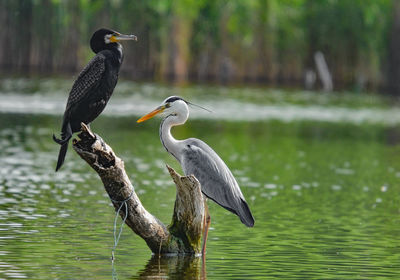 Bird perching on a lake