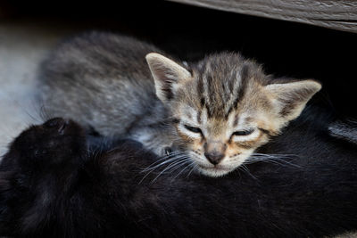 Close-up of a cat