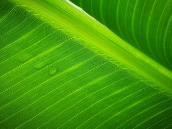 High angle view of water drops on leaf