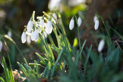 Close-up of white flowering plants on field