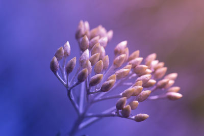 Close-up of purple flowering plant