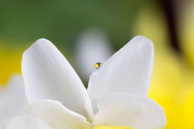 Close-up of white flower against blurred background