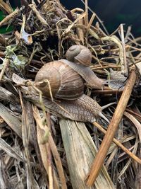 Close-up of snail on dry plant