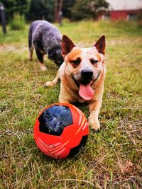 Portrait of dog with ball on field