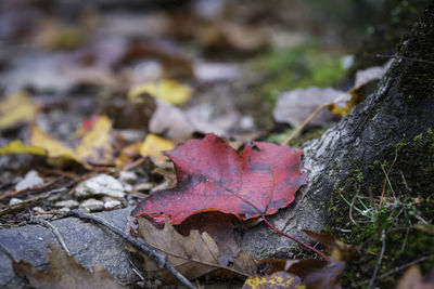 Close-up of autumn leaves on fallen tree