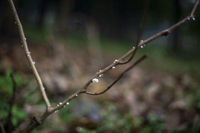 Close-up of wet plant during rainy season