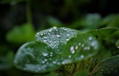 Close-up of wet plant leaves during rainy season