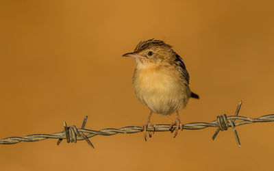 Close-up of bird perching on barbed wire