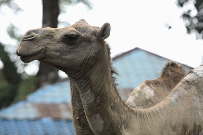 Close-up of horse