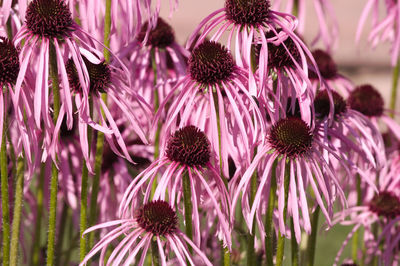 Close-up of pink flowering plants