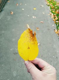 Close-up of hand holding yellow autumn leaves