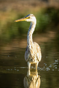 Close-up of bird in lake