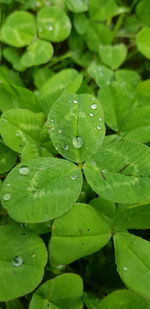 High angle view of raindrops on leaves