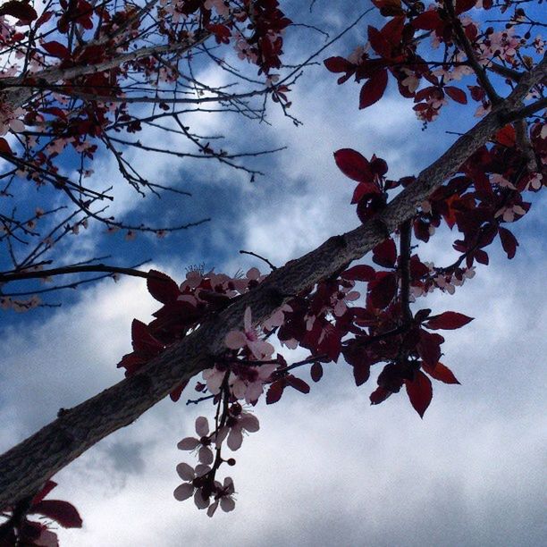 branch, sky, tree, low angle view, leaf, cloud - sky, growth, nature, beauty in nature, tranquility, twig, cloud, cloudy, season, day, autumn, bare tree, outdoors, no people, freshness