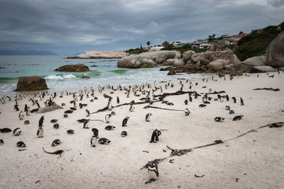 African penguins at sandy boulders beach colony in cape town, south africa