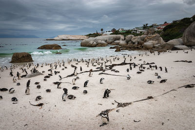 Flock of birds on beach