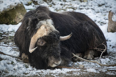 View of a musk ox on snow