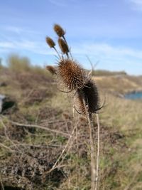 Close-up of thistle