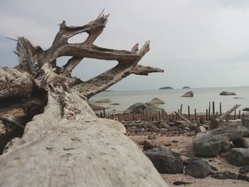 Driftwood on rocks by sea against sky